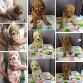 Jual Poodle Puppies