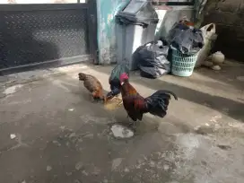 Jual ayam katek 1 pasang dan 1 ayam ank bangko
