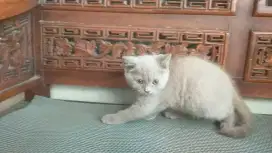 Kucing British short hair BSH kitten