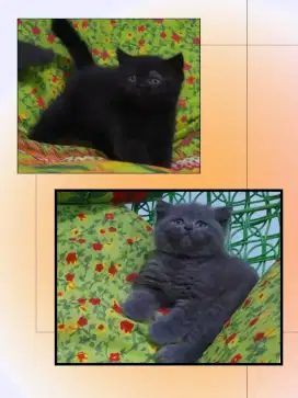 Borongan 2 BSH ( Blue Solid Female dan Black Solid )