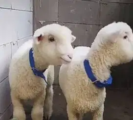 5 ekor cempe domba merino super 4 bln 1 jantan 4 betina siap breeding