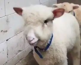 5 ekor cempe domba merino super 4 bln 1 jantan 4 betina siap breeding