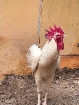 Ayam Jago Pelung Putih Polos