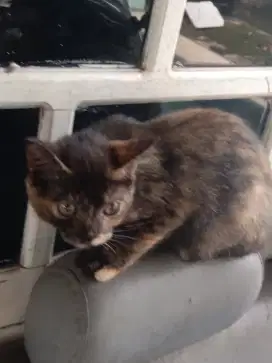 Jual kucing Persia