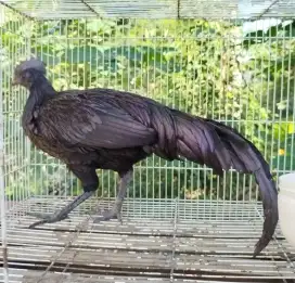 Jual ayam bekicem mulus atau bekisar cemani 7bln up rajin kokok bagus
