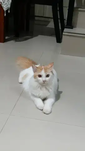 Lepas Adopt Kucing Persia x Anggora