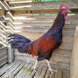Jual ayam bekisae klungsu kuning 7bln siapan kokok awal bagus