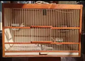 KENARI KANDANG TERNAK