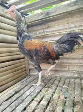 Jual ayam bekisar jali emas 7bln siapan kokok awal bagus kota batu
