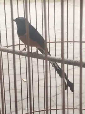 Burung Murai Batu
