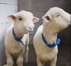 5 ekor cempe domba merino 4 bulan 1 jantan 4 betina superan breeding