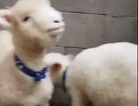 5 ekor cempe domba merino 4 bulan 1 jantan 4 betina superan breeding