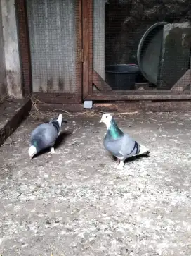 Merpati plontang jembros kolongan