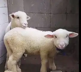 5 ekor cempe domba merino super 4 bln 1 jantan 4 betina siap breeding