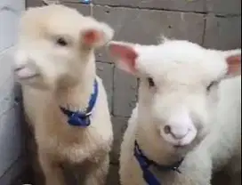 5 ekor cempe domba merino super 4 bln 1 jantan 4 betina siap breeding