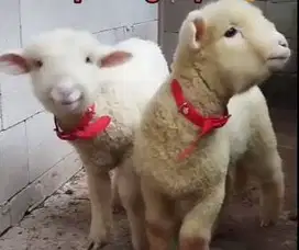 5 ekor cempe domba merino 4 bulan super 1 jantan 4 betina siap ternak