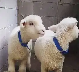 5 ekor cempe domba merino 4 bulan super 1 jantan 4 betina siap ternak