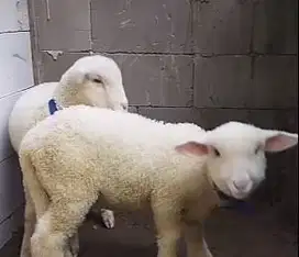 5 ekor cempe domba merino super 1 jantan 4 betina siap breeding manteb