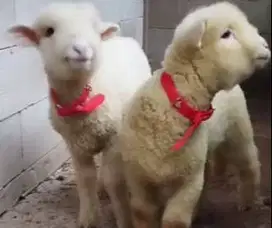 5 ekor cempe domba merino super 1 jantan 4 betina siap breeding manteb