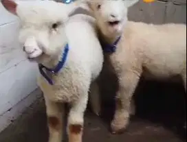 5 ekor cempe domba merino super 1 jantan 4 betina siap breeding manteb