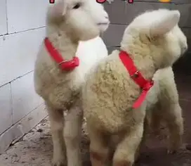 5 ekor cempe domba merino 4 bulan super 1 jantan 4 betina siap ternak
