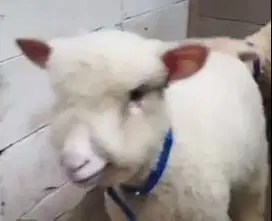 5 ekor cempe domba merino 4 bulan super 1 jantan 4 betina siap ternak