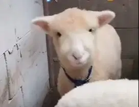 5 ekor cempe anakan domba merino 4 bln 1 jantan 4 betina siap breeding