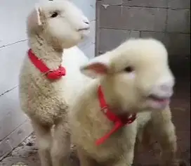 5 ekor cempe anakan domba merino 4 bln 1 jantan 4 betina siap breeding