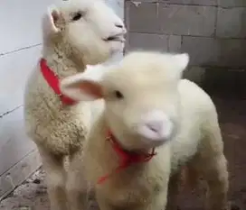 5 ekor cempe domba merino super 4 bln 1 jantan 4 betina siap breeding
