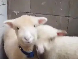5 ekor cempe domba merino super 4 bln 1 jantan 4 betina siap breeding