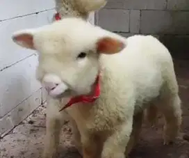 5 ekor bibit domba merino 1 jantan 4 betina layak breeding superan top