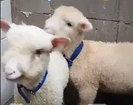 5 ekor cempe domba merino super 4 bln 1 jantan 4 betina siap breeding