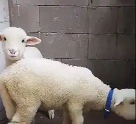 5 ekor cempe domba merino super 4 bln 1 jantan 4 betina siap breeding