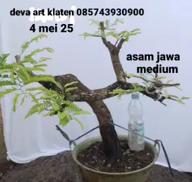 Bonsai asam jawa 150