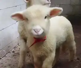5 ekor cempe domba merino 1 jantan 4 betina super siap ternak manteb