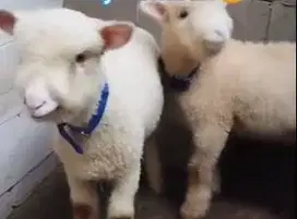 5 ekor cempe domba merino 1 jantan 4 betina super siap ternak manteb