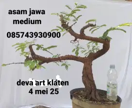 Bonsai asam jawa 200