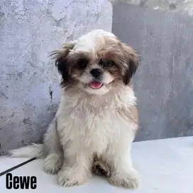 Jual anak anjing shih tzu shihtzu shih tzu shihtsu
