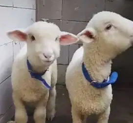 5 ekor cempe domba merino super 4 bln 1 jantan 4 betina siap breeding