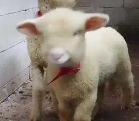 5 ekor cempe domba merino super 4 bln 1 jantan 4 betina siap breeding