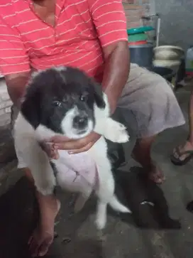 Dijual anak anjing kampung 6 ekor.sehat dan lincah