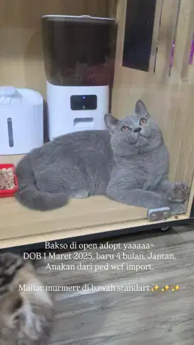 British shorthair BSH Jantan/Betina
