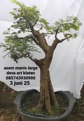 Bonsai asam manis