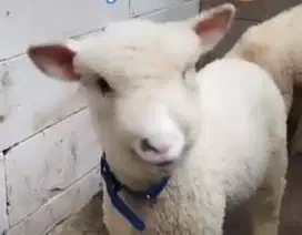 5 ekor cempe domba merino 4 bln 1 jantan 4 betina layak breeding puas