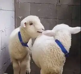 5 ekor cempe domba merino 4 bln 1 jantan 4 betina layak breeding puas