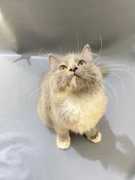 Siap Adopsi Kucing Persia Calico – 5 Bulan, Jinak & Sudah Vaksin