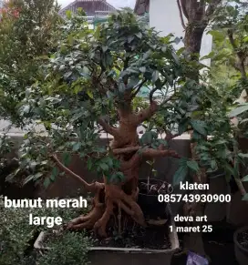 Bonsai bunut pucuk merah