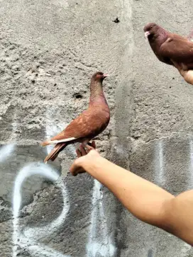 Merpati kolongan stabil