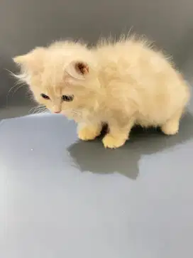 Siap Adopsi Kucing Persia Muchkin Cream Tabby – 2 Bulan, Imut & Sehat