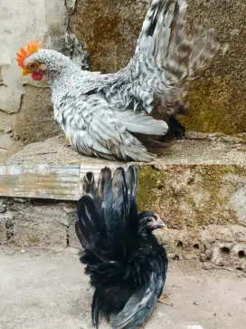 Ayam kate ori ceper